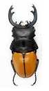 Rare large Odontolabis beetle