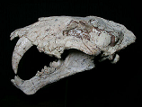 Smilodon skull fossil