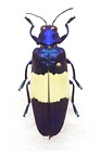 Buprestidae jewel beetle