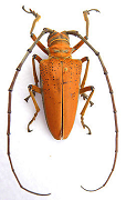 Cerambycidae longhorn beetle