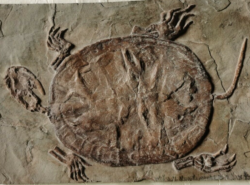 fossilized turtle