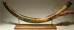 Large woolly mammoth tusk