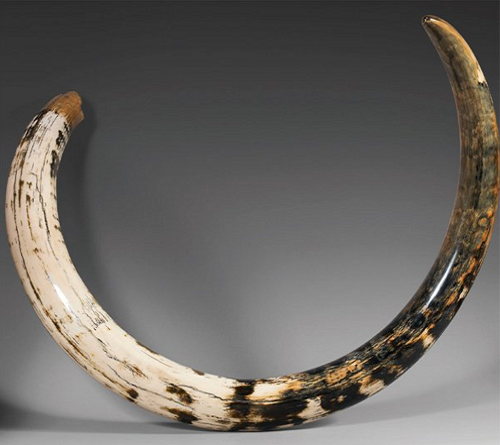 A very well preserved mammoth tusk