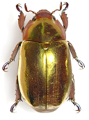 Chrysina gold beetle