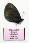 Insect paratype for sale