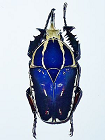 Blue Mecynorhina beetle form