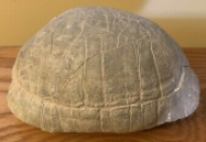 turtle shell fossil