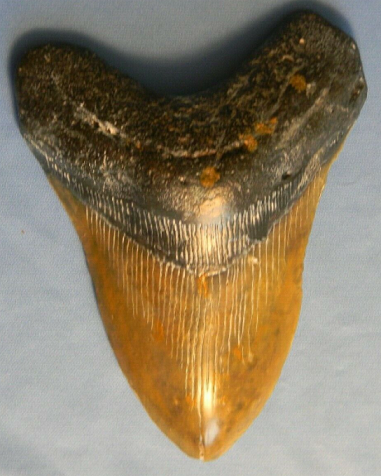 7-inch-megalodon-tooth.png