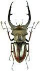 rare Lucanus for collectors