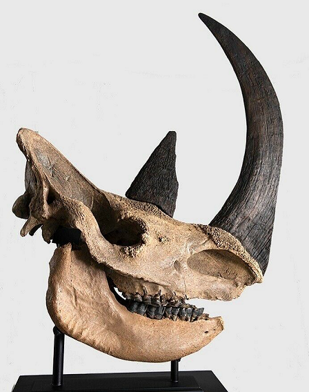 museum quality woolly rhinoceros skull for home decoration