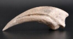 Dinosaur claw fossil