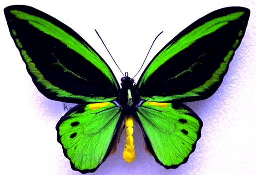 Ornithoptera priamus collector