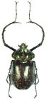 large Cheirotonus beetles