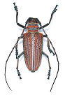 rare Rosenbergia longhorn