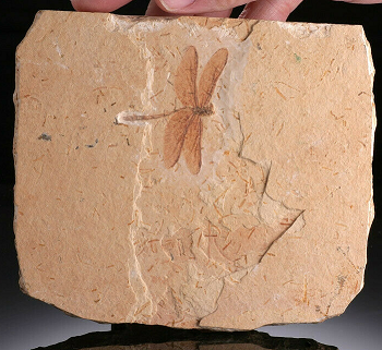 dragongly insect fossil