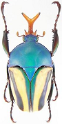 rare Eudicella beetles
