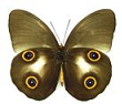 Amathusiidae for sale