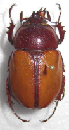 Dynastidae beetles for collectors