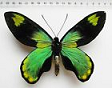 Ornithoptera victoriae rare form