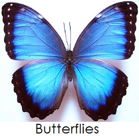 Butterflies.jpg