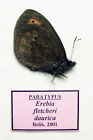 Insect paratype