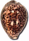 Rare Cypraea available