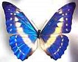 Blue Morpho for artwork