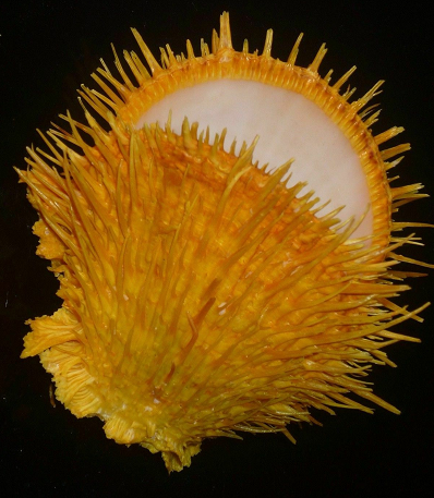 Rare Spondylus shells