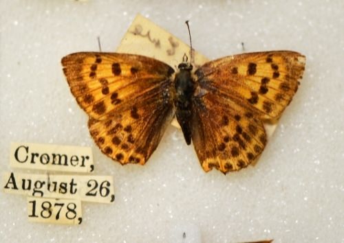 lycaena-virgaureae-england