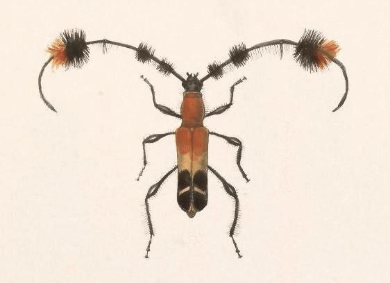 Cosmisoma titania