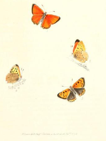 lycaena-virgaureae-britain