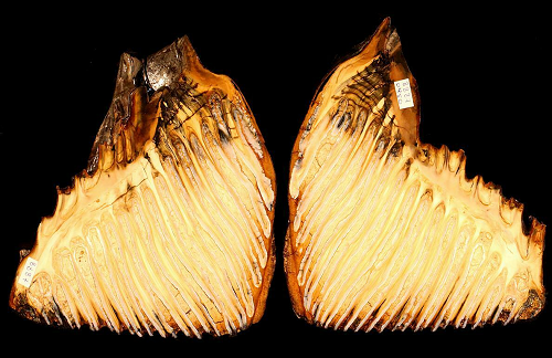 A mammoth tooth fossil from Siberia