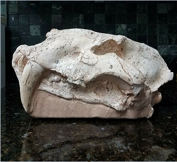 Saber tooth skull