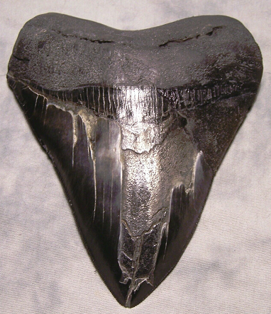 megalodon-tooth-6-inch.png