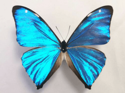 Blue Morpho butterfly