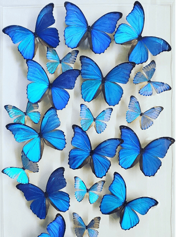 blue-morpho-artwork.png