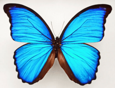 Mounted Blue Morpho