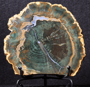 petrified-wood-price.png