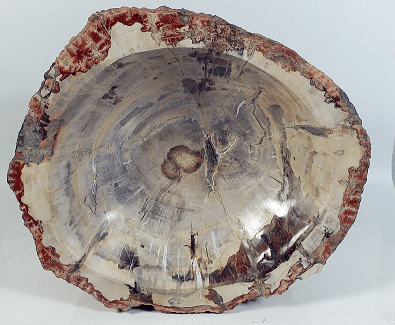 Petrified wood slice