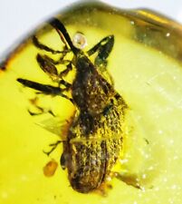 weevil burmese amber