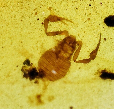 scorpio burmese amber