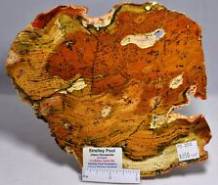 rare-stromatolite.jpg