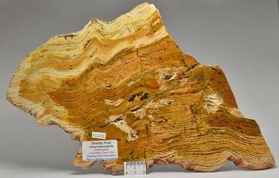 stromatolite australia