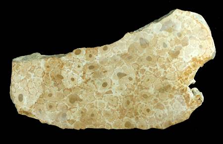 stromatolite-slice.jpg