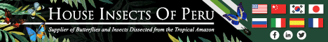 House-Insects-of-Peru.gif