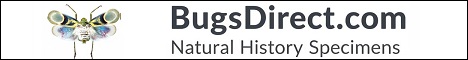 Bugs Direct Banner.jpg
