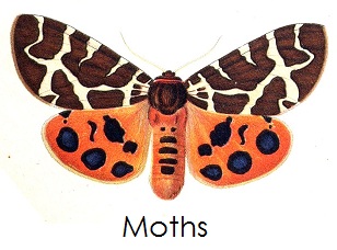 moth_arctia_saturniidae.jpg